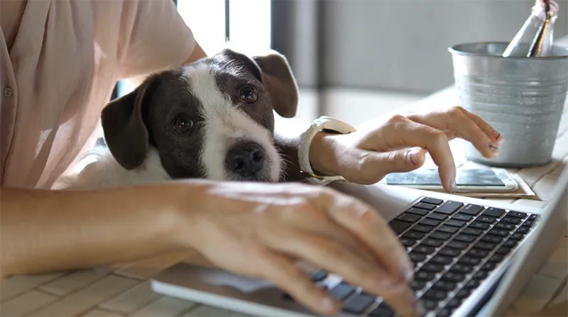 Benefits of Hybrid Working | Dog sitting in lap whilst owner uses laptop.
